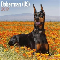 Doberman (US) Calendar 2019