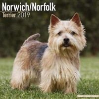 Norwich/Norfolk Terrier Calendar 2019