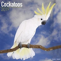 Cockatoos Calendar 2019