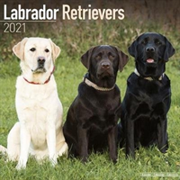 Labrador Retrievers 2021 Wall Calendar