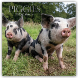 Piggies - Ferkel Schweine 2022 - 16-Monatskalender