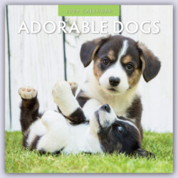 Adorable Dogs 2024 Square Wall Calendar