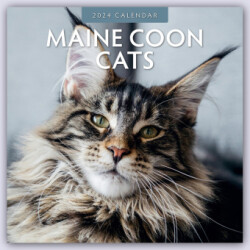 Maine Coon Cats 2024 Square Wall Calendar