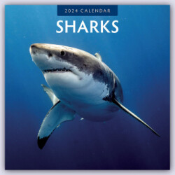 Sharks 2024 Square Wall Calendar