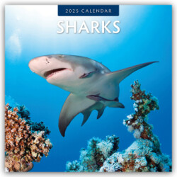 Sharks 2025 Square Wall Calendar