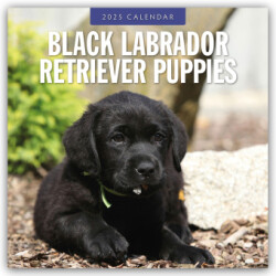 Black Labrador Retriever Puppies 2025 Square Wall Calendar