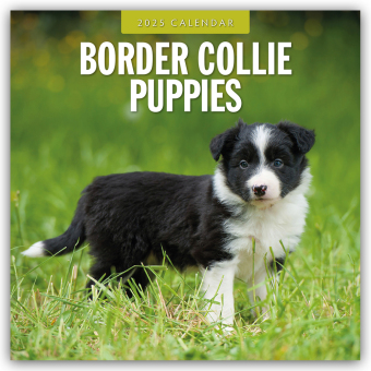 Border Collie Puppies 2025 Square Wall Calendar