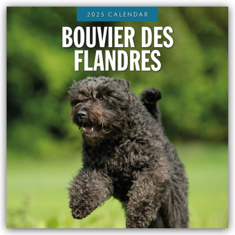 Bouvier des Flandres 2025 Square Wall Calendar