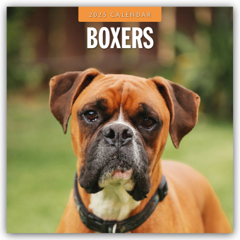 Boxers 2025 Square Wall Calendar