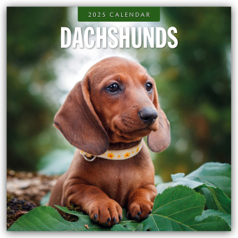 Dachshunds - Dackel - Dachshunde 2025 - 16-Monatskalender