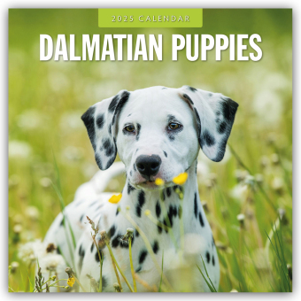 Dalmatian Puppies 2025 Square Wall Calendar