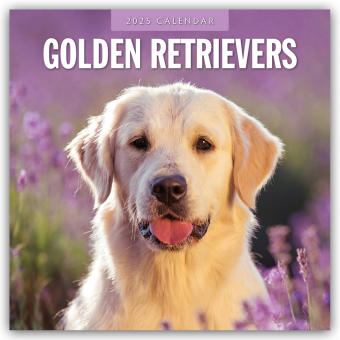 Golden Retrievers 2025 Square Wall Calendar