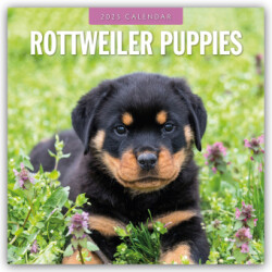 Rottweiler Puppies - Rottweiler Welpen 2025 - 16-Monatskalender