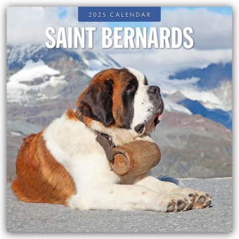 Saint Bernards 2025 Square Wall Calendar 