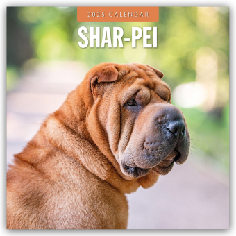 Shar-pei 2025 Square Wall Calendar