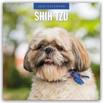 Shih Tzu 2025 - 16-Monatskalender