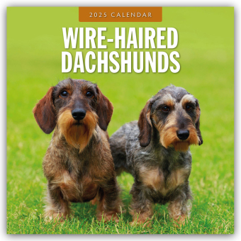 Wire-Haired Dachshunds 2025 Square Wall Calendar