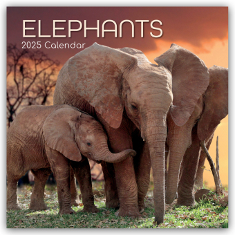 Elephants - Elefanten 2025 - 16-Monatskalender