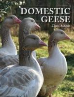 Domestic Geese