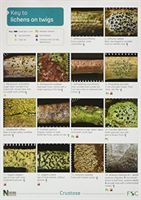 Key to Lichens on Twigs