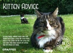 Kitten Advice Notecards