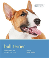 BULL TERRIER