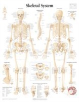 Skeletal System Paper Poster