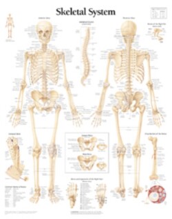 Skeletal System Laminated Poster