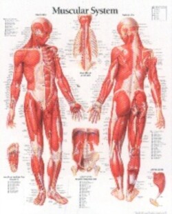 Muscular System with Male Figure Paper Poster