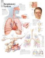 Respiratory System Paper Poster