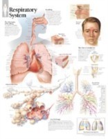 Respiratory System Laminated Poster