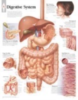 Digestive System Paper Poster