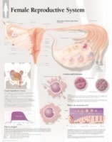 Female Reproductive System Paper Poster