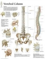 Vertebral Column Laminated Poster