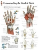 Understanding the Hand & Wrist Paper Poster