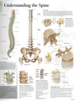 Understanding the Spine Laminated Poster