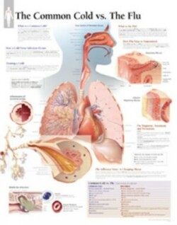 Common Cold vs the Flu Paper Poster