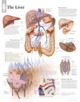 Liver Laminated Poster