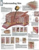 Understanding Skin Paper Poster