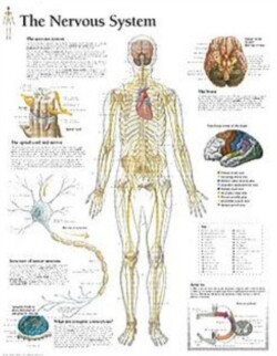 Nervous System Paper Poster