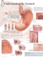 Understanding the Stomach Paper Poster