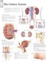 Urinary System Laminated Poster