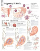 Pregnancy & Birth Laminated Poster