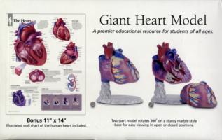Giant Heart Model