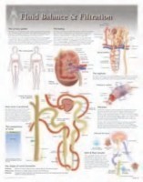 Fluid Balance & Filtration Laminated Poster