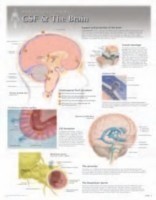 CSF & the Brain Laminated Poster