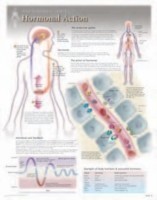 Hormonal Action Laminated Poster