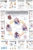 Complete Set of All 20 Physiology Charts