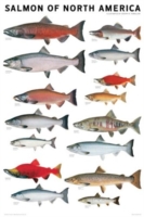 Salmon of North America Poster