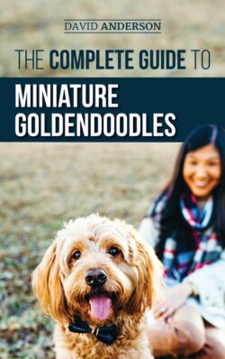 Complete Guide to Miniature Goldendoodles